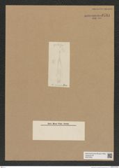 Diatomeae indet. Zeichnungen Sammlung Grunow Nr. 6714 (NHMW-BOT-W0375522)